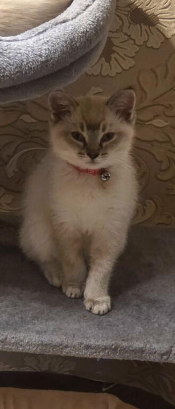Rehoming kitten
