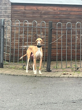 Saluki puppies ready now