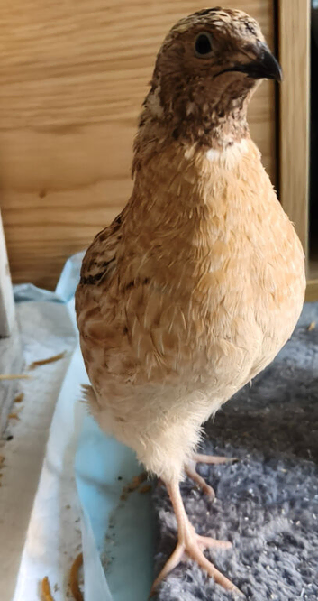 Male quail for sale
