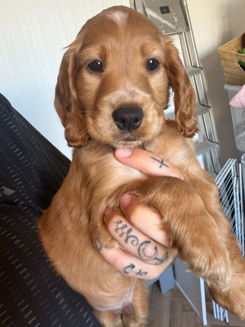Cockapoo puppy boy