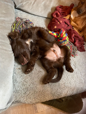 Cocker Spaniel boy