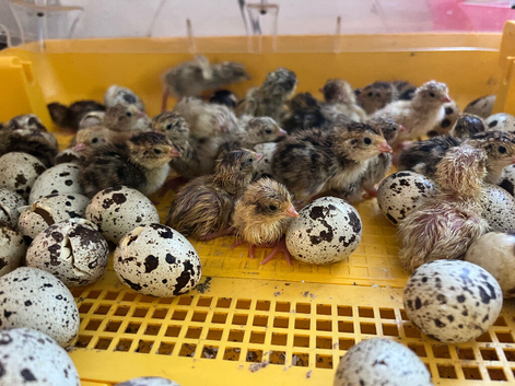 Day old quail chicks