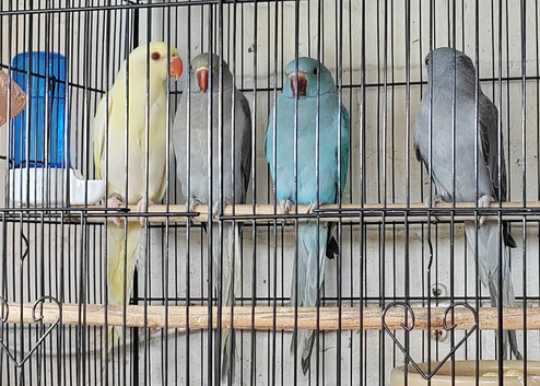 Beautiful Indian Ringneck babies