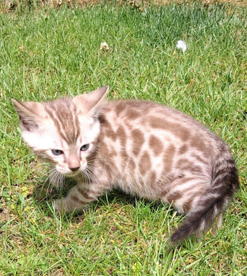 Male seal mink snow Bengal