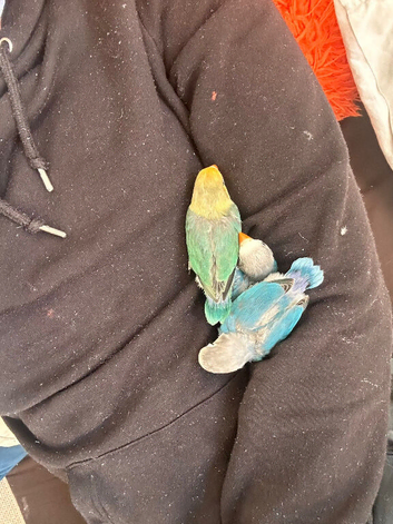 2 beautiful blue Fischers for sale