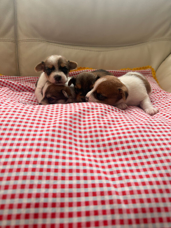 Yorkiepom boys 4 left to rehome