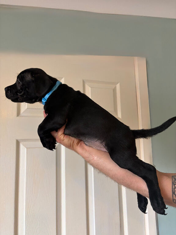 LAST PUPPY AVAILABLE!! KC Registered Pedigree Staffordshire Bull Terrier puppies
