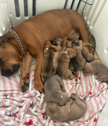 Mastiff X Olde English buldogge