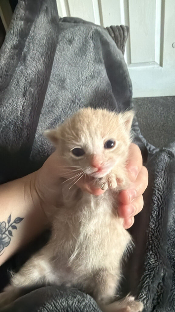 One male kitten