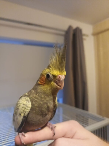 Cockatiel - Hand Tamed Baby - Ready Now