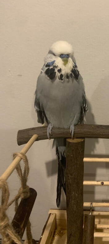 Tame show budgie