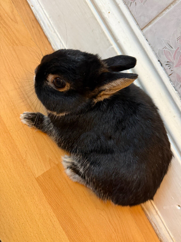 Netherland Dwarf Rabbit