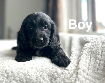 Petal lovely cockapoo puppies ready from 10th July