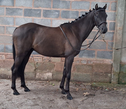 Handsome. gelding