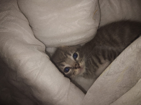 Beautiful Siberian kittens ready to leave