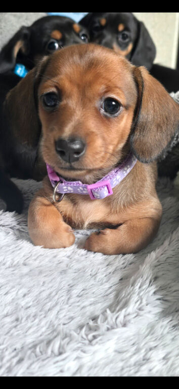 Minature dachshund