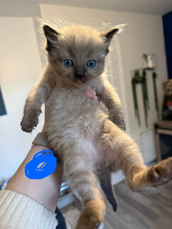Beautiful Ragdolls for sale