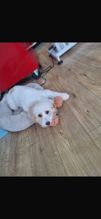 Girl cockapoo