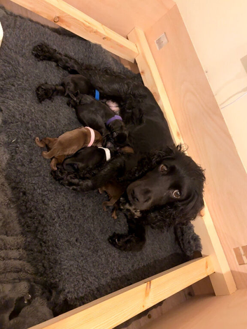 Beautiful working cocker spaniel puppies
