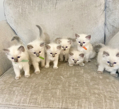 Ragdoll kittens ready to reserve