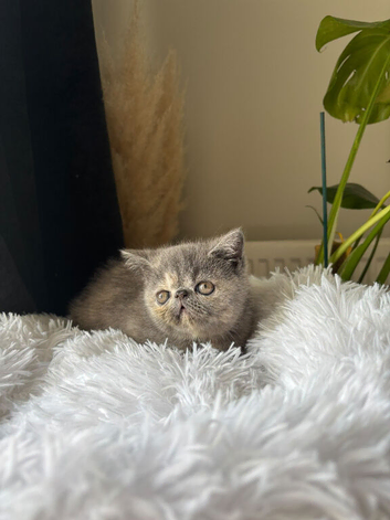 Gccf registered kitten female