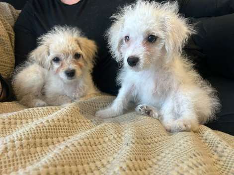 Cocker spaniel cockerpoo cross cavapoochon