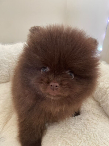 Chocolate pomeranian boy unique lines