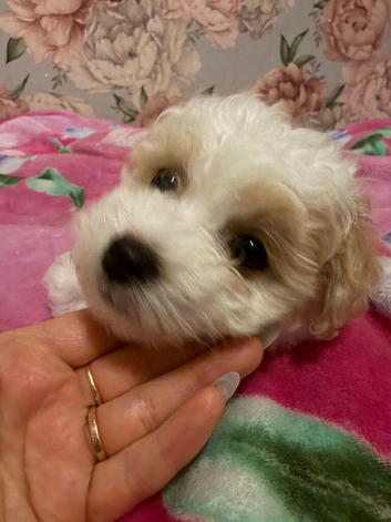 Puppies