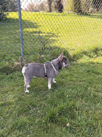 Beautiful blue / tan female frenchie