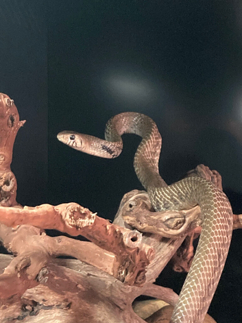UNICOLOUR CRIBO