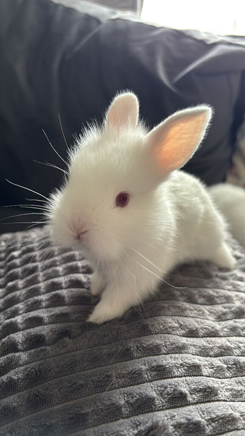 Double mane lionhead