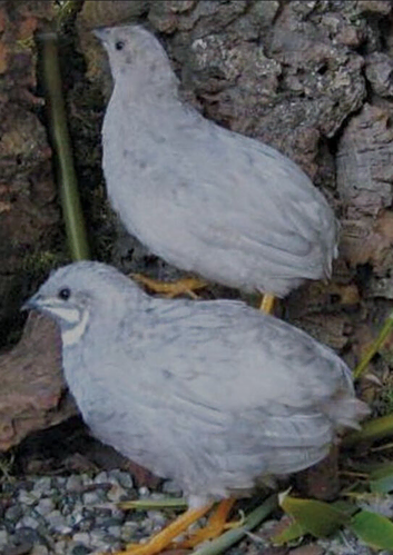 Fertile quail eggs