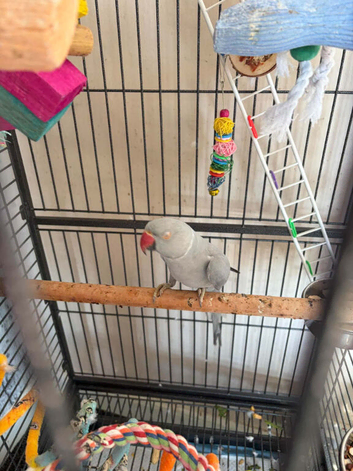Semi tame male ringneck.