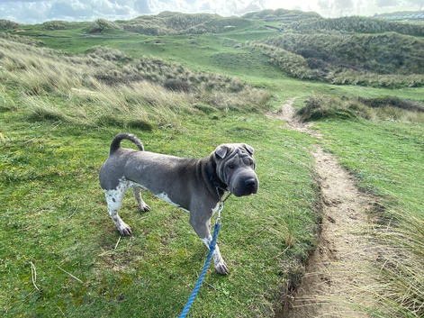 Proven shar pei stud
