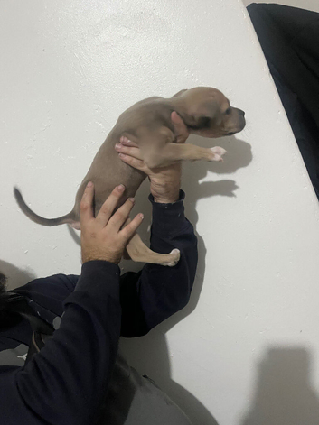 Stunning male staffy pup