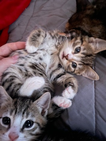 2 kittens