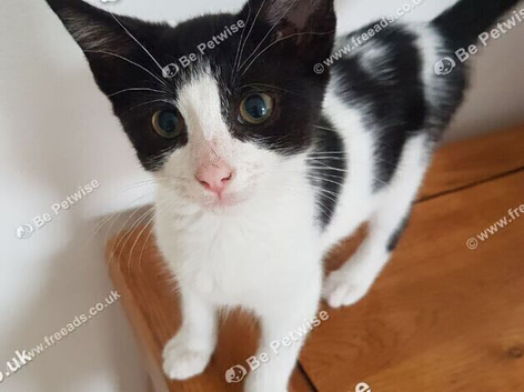 Playful and Cuddly 3-Month-Old Female Kitten Seeking a Loving Family.