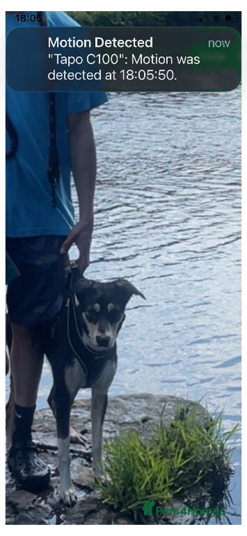 Collie x saluki