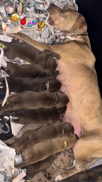 BANDOG MASTIFF PUPPIES, TOP QUALITY EUROPEAN WORKING BLOODLINES
