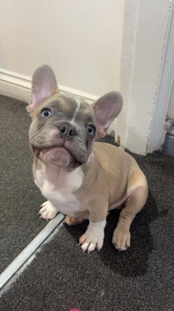French Bulldog Puppy for Sale - Male, 12 Weeks Old