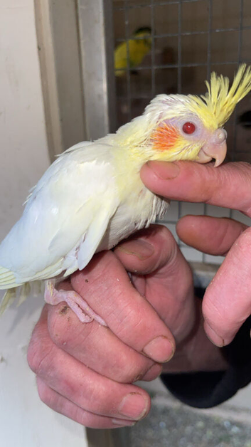 Handreared baby Cockatiel