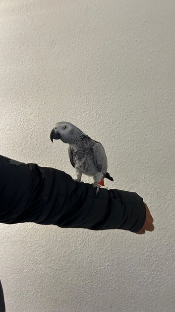African Grey Tamed & Talking