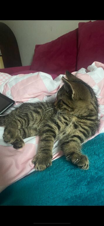 Loving home needed for boy kitten 11 weeks old