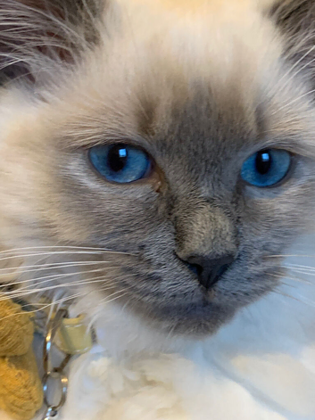 Ragdolls kittens Boy & Girl