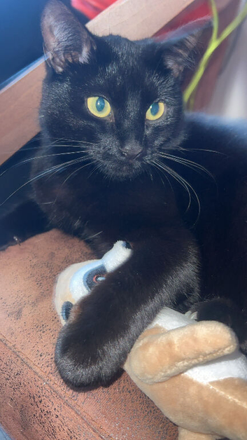 cat in smithton