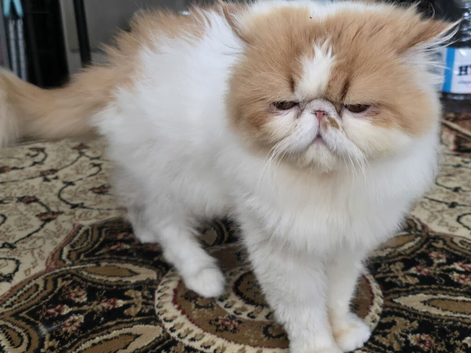 Pedigree Persian CFA Champion Male Cat