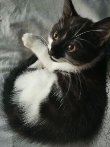 10 week old kittens