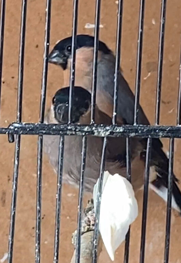 Bullfinches goldfinches budgies and many more