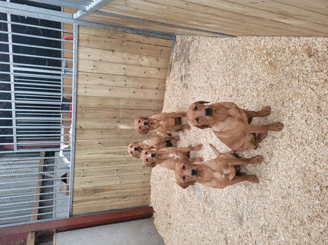 Fox red labrador pups
