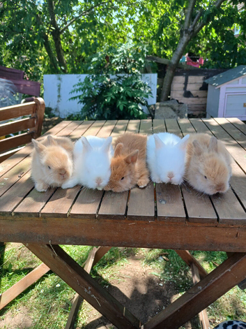 Beautiful dm lionheads to reserve